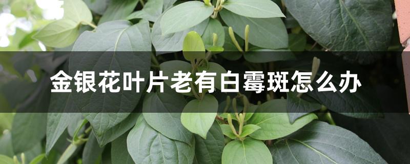 金银花叶片老有白霉斑怎么办 金银花叶片老有白霉斑怎么办