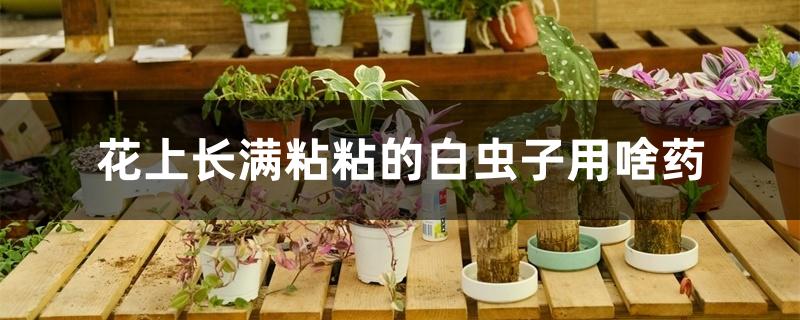 花上长满粘粘的白虫子用啥药 花上长满粘粘的白虫子用啥药