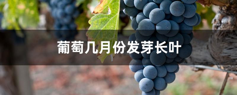葡萄几月份发芽长叶 葡萄几月份发芽长叶