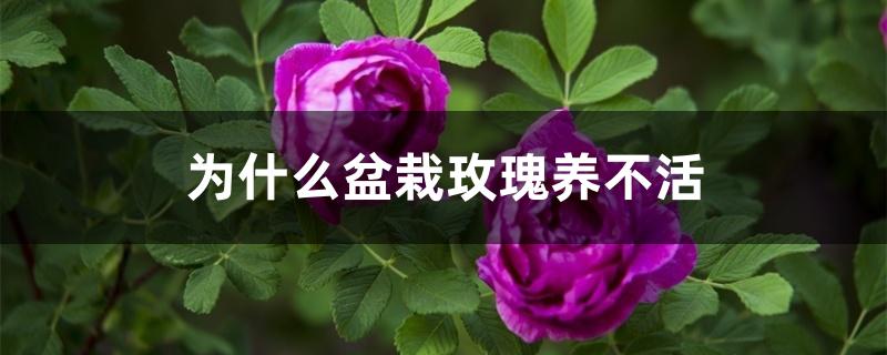 为什么盆栽玫瑰养不活 为什么盆栽玫瑰养不活
