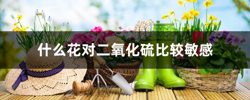 什么花对二氧化硫比较敏感 什么花对二氧化硫比较敏感