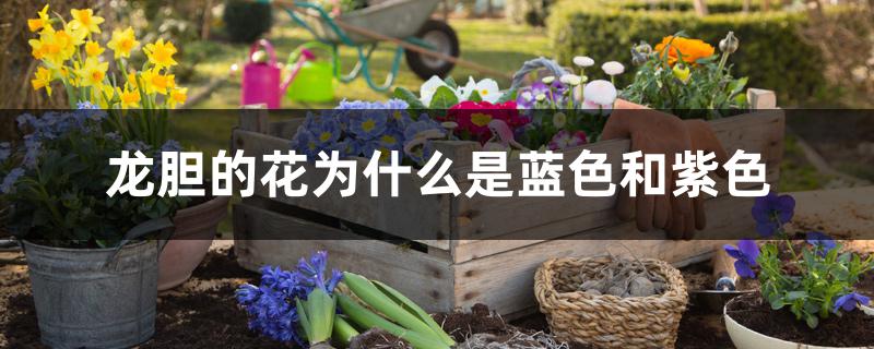 龙胆的花为什么是蓝色和紫色 龙胆的花为什么是蓝色和紫色