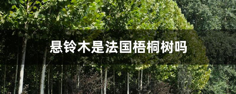 悬铃木是法国梧桐树吗 悬铃木是法国梧桐树吗