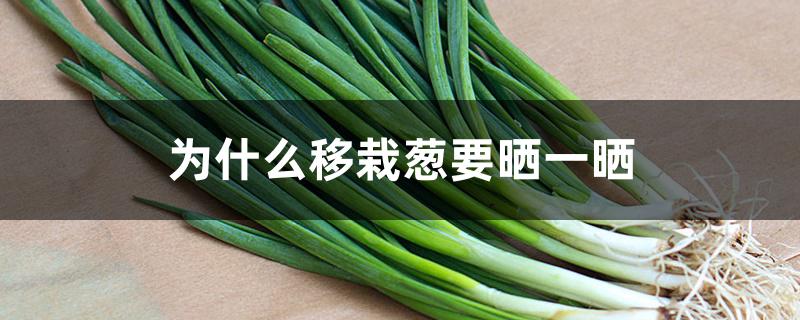 为什么移栽葱要晒一晒 为什么移栽葱要晒一晒