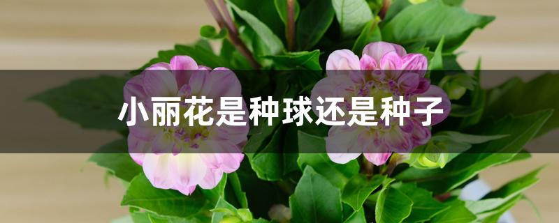 小丽花是种球还是种子 小丽花是种球还是种子
