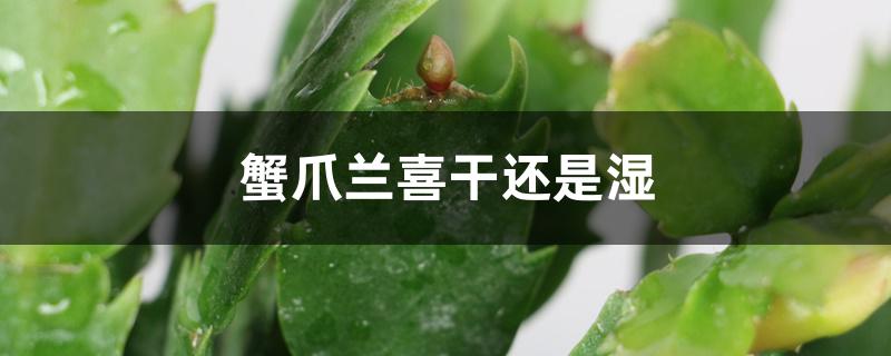 蟹爪兰喜干还是湿 蟹爪兰喜干还是湿