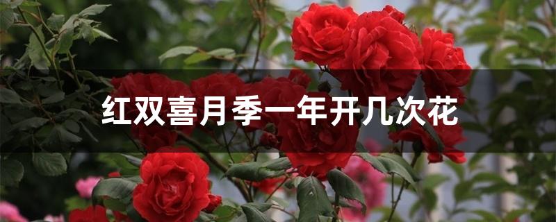 红双喜月季一年开几次花 红双喜月季一年开几次花