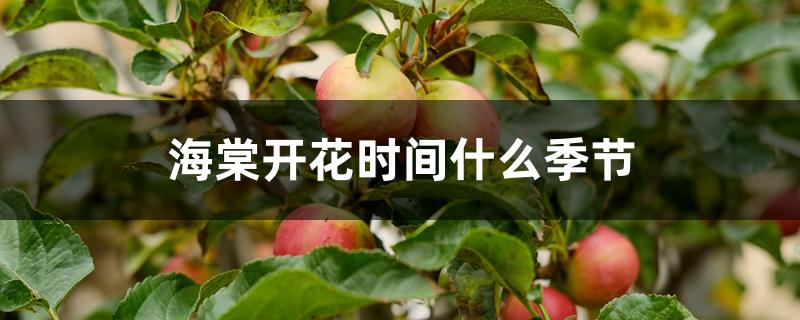 海棠开花时间什么季节 海棠开花时间什么季节