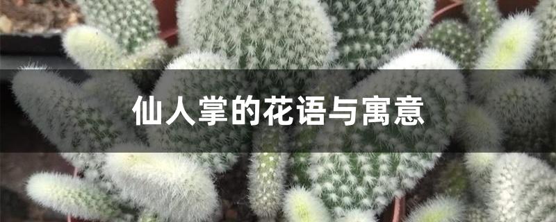 仙人掌的花语与寓意 仙人掌的花语与寓意