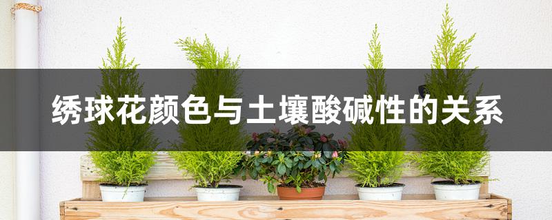 绣球花颜色与土壤酸碱性的关系 绣球花颜色与土壤酸碱性的关系