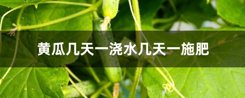 黄瓜几天一浇水几天一施肥 黄瓜几天一浇水几天一施肥
