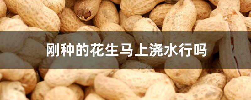 刚种的花生马上浇水行吗 刚种的花生马上浇水行吗