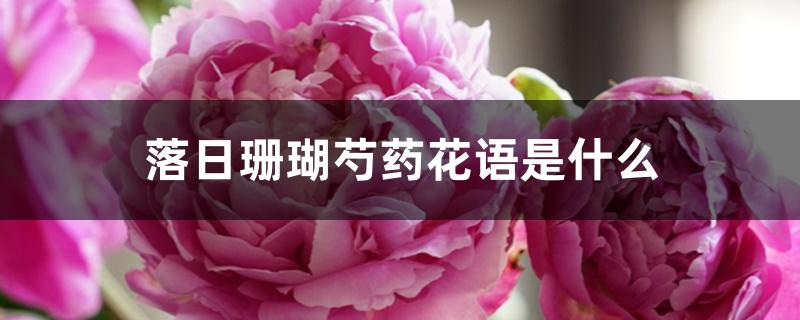 落日珊瑚芍药花语是什么 落日珊瑚芍药花语是什么