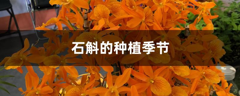 石斛的种植季节 石斛的种植季节