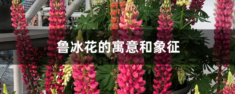 鲁冰花的寓意和象征