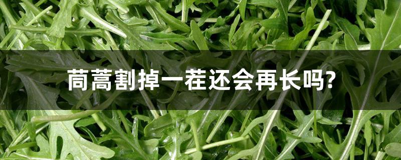 茼蒿割掉一茬还会再长吗? 茼蒿割掉一茬还会再长吗?