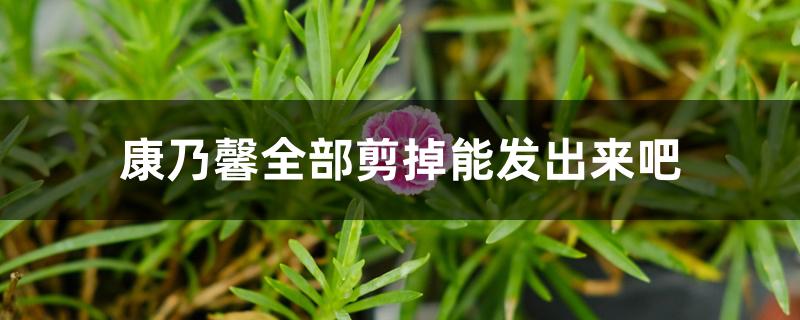 康乃馨全部剪掉能发出来吧 康乃馨全部剪掉能发出来吧