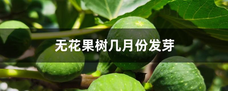 无花果树几月份发芽 无花果树几月份发芽