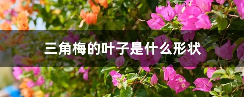 三角梅的叶子是什么形状 三角梅的叶子是什么形状