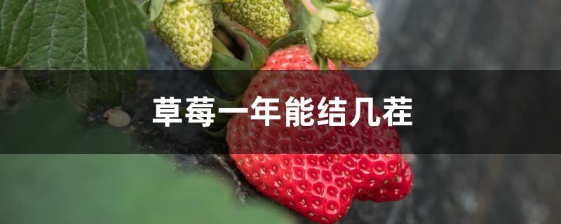 草莓一年能结几茬 草莓一年能结几茬