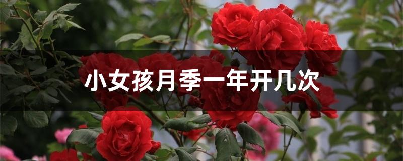小女孩月季一年开几次 小女孩月季一年开几次