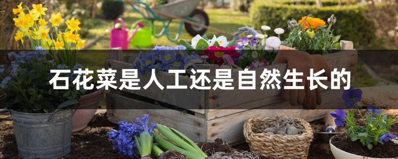 石花菜是人工还是自然生长的
