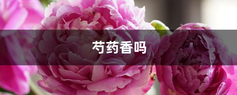 芍药香吗 芍药香吗