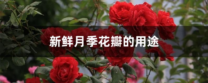 新鲜月季花瓣的用途 新鲜月季花瓣的用途