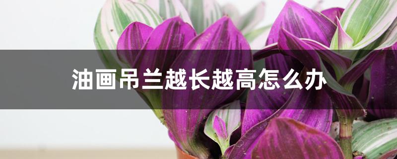油画吊兰越长越高怎么办 油画吊兰越长越高怎么办