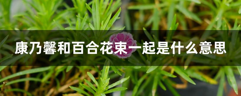 康乃馨和百合花束一起是什么意思 康乃馨和百合花束一起是什么意思