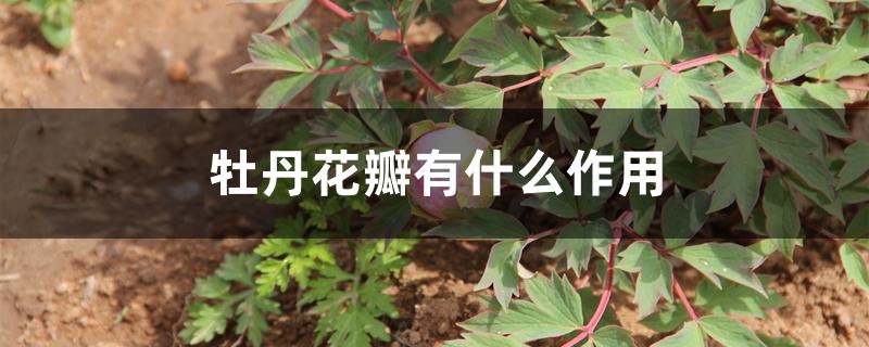牡丹花瓣有什么作用 牡丹花瓣有什么作用