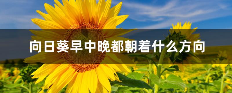 向日葵早中晚都朝着什么方向 向日葵早中晚都朝着什么方向