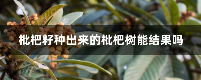 枇杷籽种出来的枇杷树能结果吗 枇杷籽种出来的枇杷树能结果吗