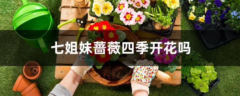 七姐妹蔷薇四季开花吗 七姐妹蔷薇四季开花吗