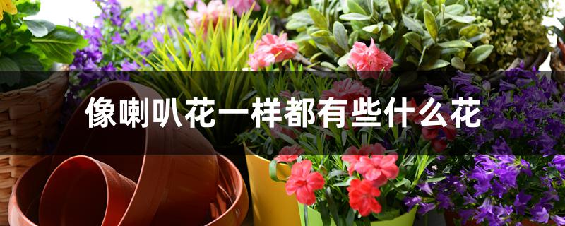 像喇叭花一样都有些什么花 像喇叭花一样都有些什么花
