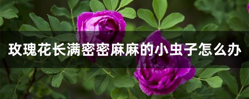 玫瑰花长满密密麻麻的小虫子怎么办 玫瑰花长满密密麻麻的小虫子怎么办