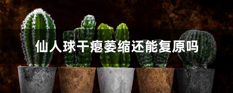 仙人球干瘪萎缩还能复原吗 仙人球干瘪萎缩还能复原吗