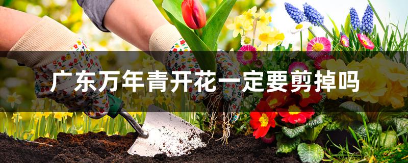 广东万年青开花一定要剪掉吗 广东万年青开花一定要剪掉吗