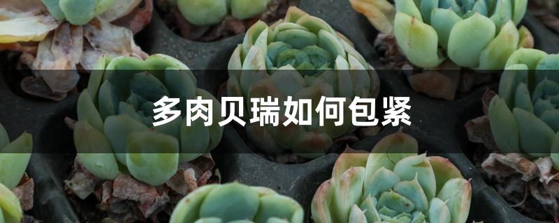 多肉贝瑞如何包紧 多肉贝瑞如何包紧