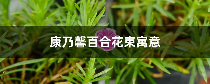康乃馨百合花束寓意