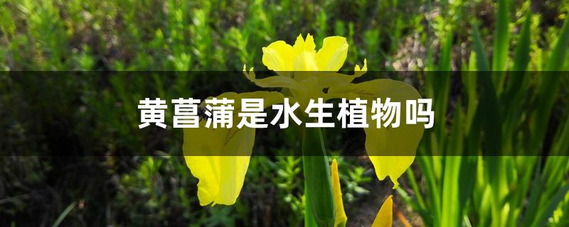 黄菖蒲是水生植物吗 黄菖蒲是水生植物吗