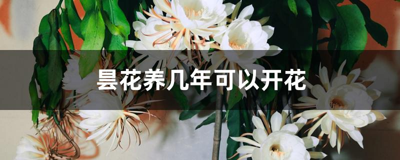 昙花养几年可以开花 昙花养几年可以开花
