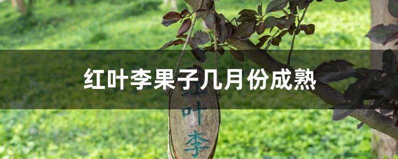 红叶李果子几月份成熟 红叶李果子几月份成熟