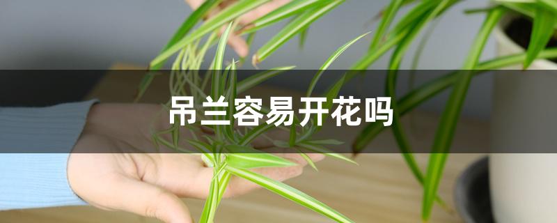 吊兰容易开花吗 吊兰容易开花吗