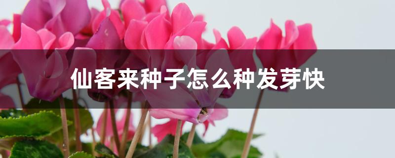 仙客来种子怎么种发芽快