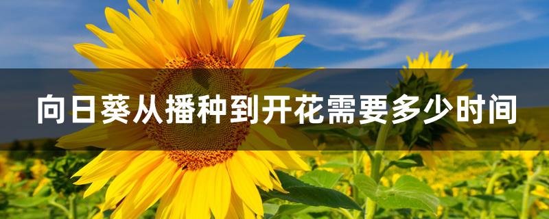 向日葵从播种到开花需要多少时间 向日葵从播种到开花需要多少时间