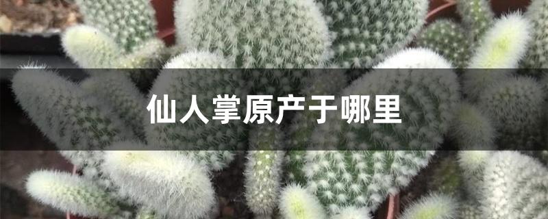 仙人掌原产于哪里 仙人掌原产于哪里
