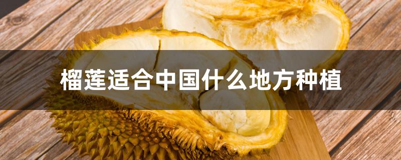 榴莲适合中国什么地方种植 榴莲适合中国什么地方种植