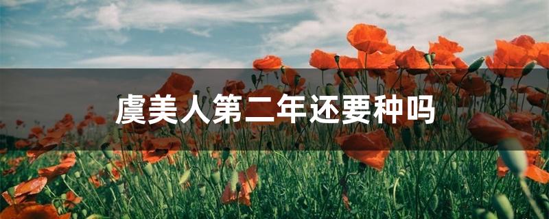 虞美人第二年还要种吗 虞美人第二年还要种吗