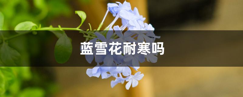 蓝雪花耐寒吗 蓝雪花耐寒吗